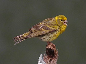European Serin - Serinus serinus © John Muddeman